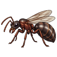 Serviformica Ant Queen
