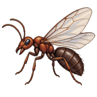 Red Wood Ant Drone