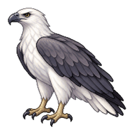 White-bellied Sea Eagle