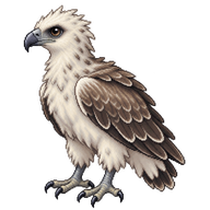 White-bellied Sea Eagle Hatchling