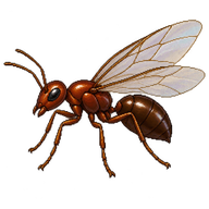 Red Imported Fire Ant Male Alate