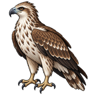 White-bellied Sea Eagle Juvenile