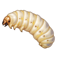 German Wasp Larva