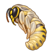 German Wasp Pupa