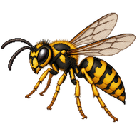 Common Wasp Drone