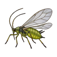 Cotton Aphid Winged Adult