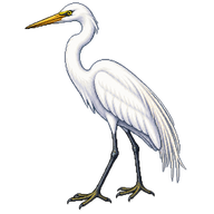 Intermediate Egret
