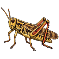 Italian Locust (Gregarious Phase)