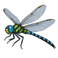 Blue Pursuer Dragonfly