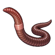 Jumping Snake Worm