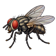 House Fly