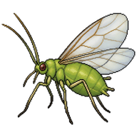 Apple Aphid Winged Adult