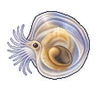 Eastern Oyster Larva
