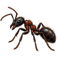 Hairy Carpenter Ant