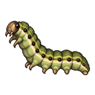 Silver Y Caterpillar