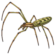 Common Stretch Spider