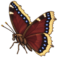 Mourning Cloak