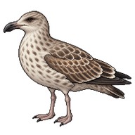 Great Black-backed Gull Juvenile