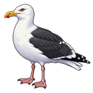 Great Black-backed Gull