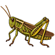 Two-striped Grasshopper
