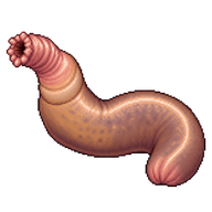 Penis fish