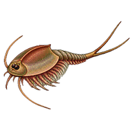 Summer tadpole shrimp