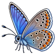 Silver-studded Blue