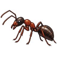 Japanese Wood Ant