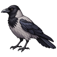 Hooded Crow