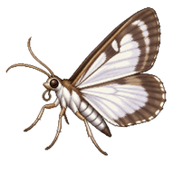 Box Tree Moth