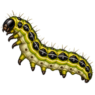 Box Tree Moth Larva