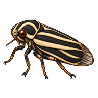 Striped Spittlebug