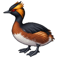 Horned Grebe