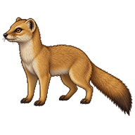 Yellow Mongoose