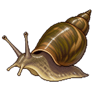 Swamp Lymnaea