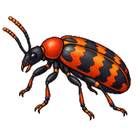 Lusitanian False Blister Beetle