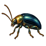 Cabbage Stem Flea Beetle