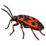 Mediterranean red bug