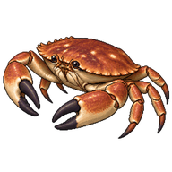 Edible Crab