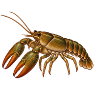 Appalachian Brook Crayfish
