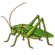 Common Meadow Katydid