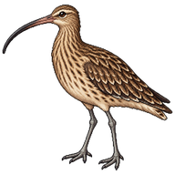 Eurasian Curlew