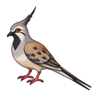 Namaqua Dove