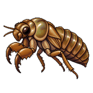 Bear Cicada Nymph