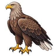 White-tailed Eagle