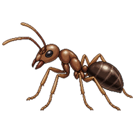 Ant