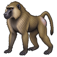 Olive Baboon