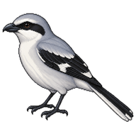 Great Gray Shrike