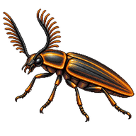 Comb-Clawed Click Beetle