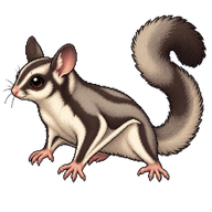 Sugar Glider